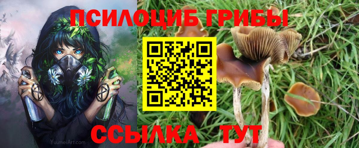 Арсеньев  Псилоцибиновые грибы Psilocybe  Вход с VPN 